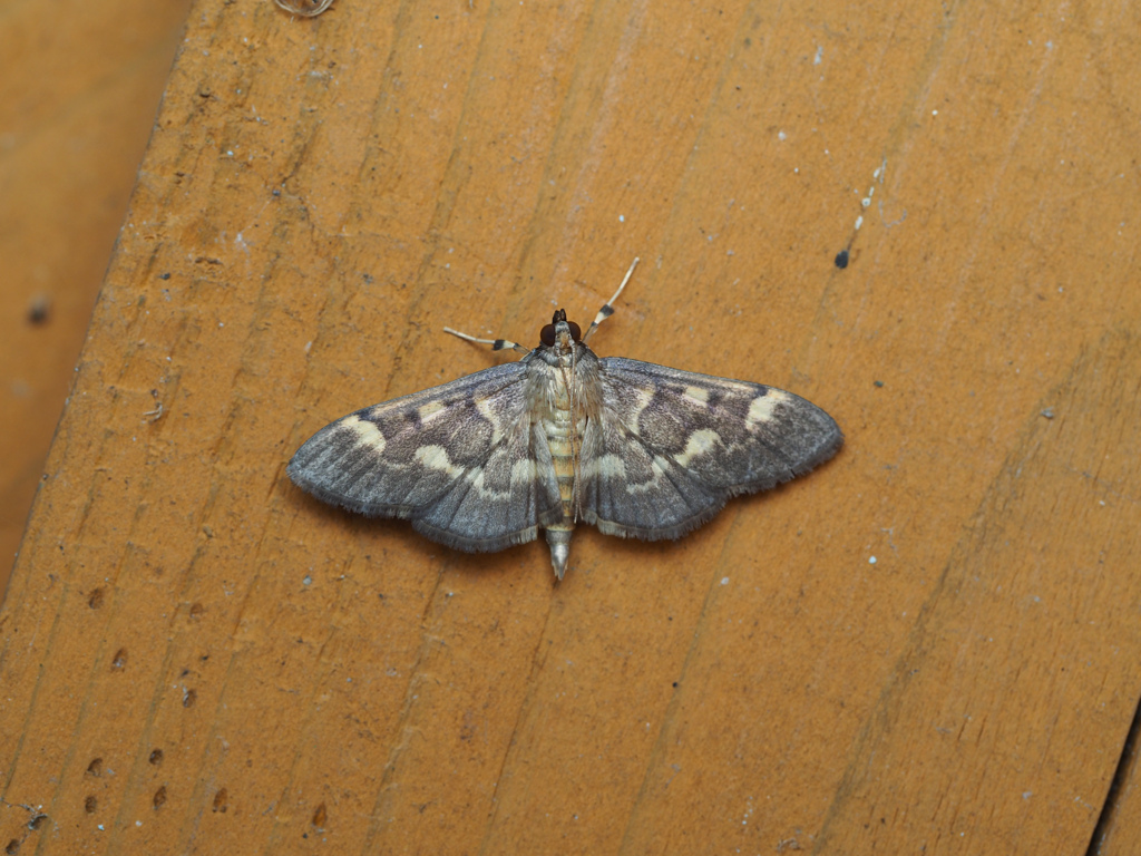 コキモンウスグロノメイガ