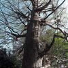 推定樹齢八百年のイチョウ