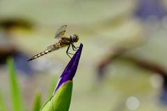 ヨツボシトンボ♂