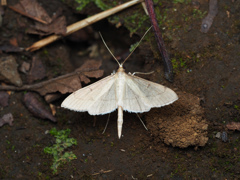 モンウスグロノメイガ? ♂