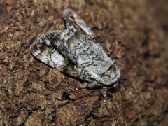 ウスベリケンモン