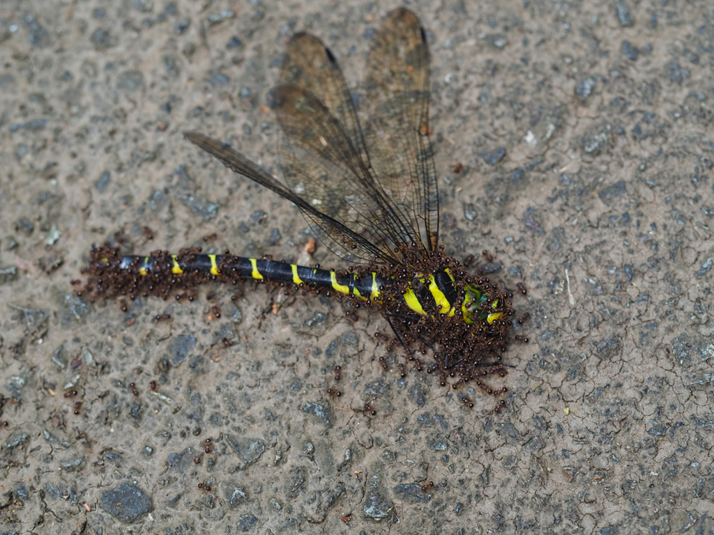 ミルンヤンマ ♀死骸