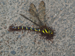 ミルンヤンマ ♀死骸
