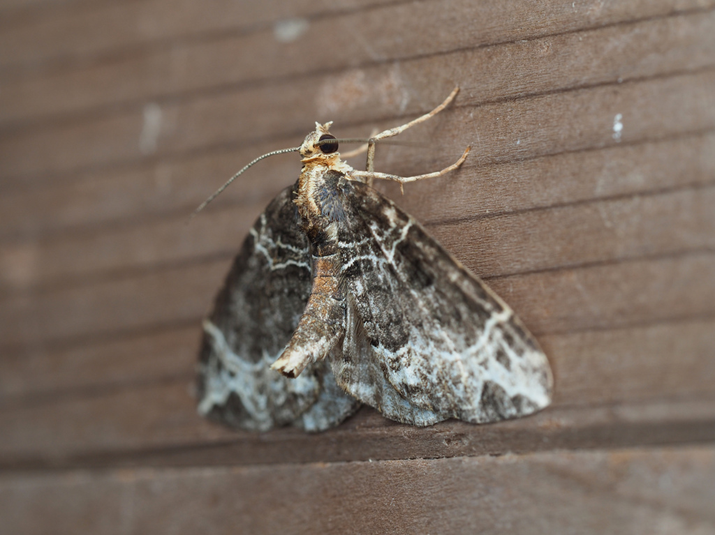 オオハガタナミシャク