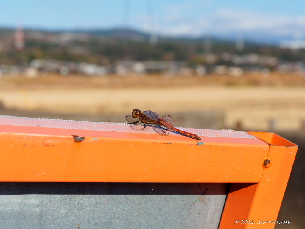 アキアカネ ♂