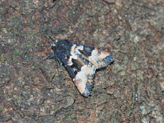 マエグロシラオビアカガネヨトウ