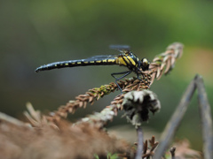 クロサナエ ♀テネラル