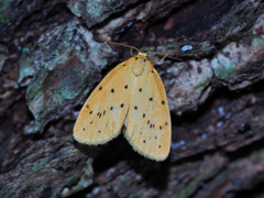 ゴマダラキコケガ