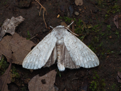 (バイバラ)シロシャチホコ