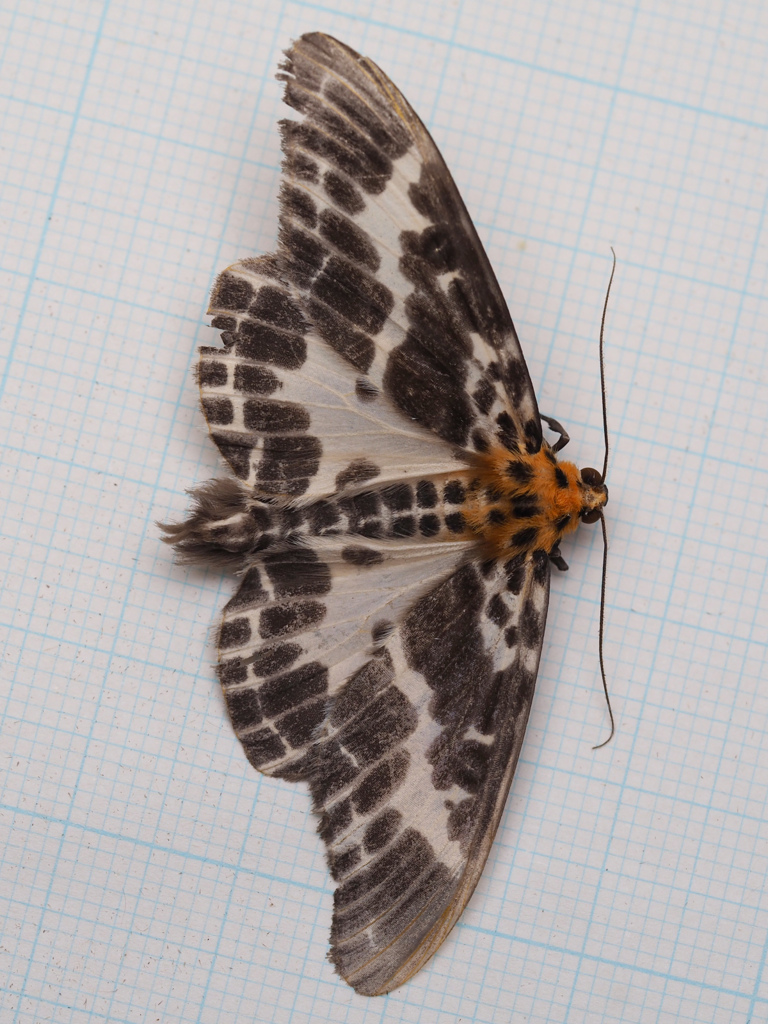 クロフオオシロエダシャク