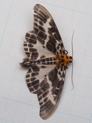 クロフオオシロエダシャク