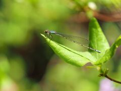 ホソミイトトンボ(越冬型) ♀摂食