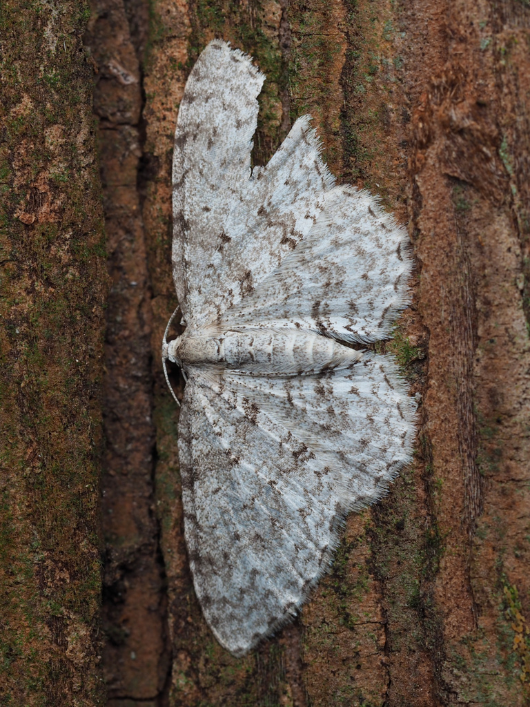 ナナスジナミシャク