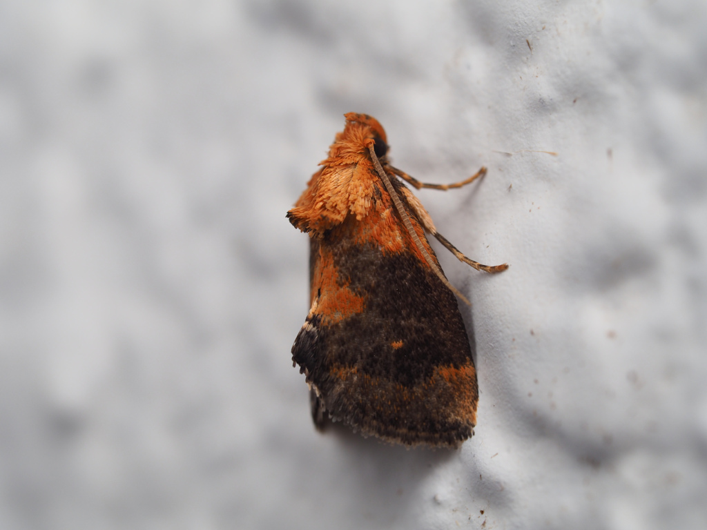 クロフテングイラガ