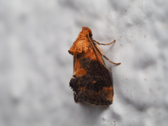 クロフテングイラガ