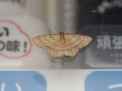オイワケヒメシャク