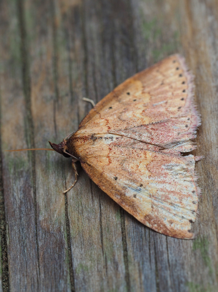 ソトウスベニアツバ