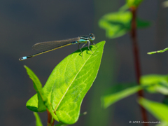 アオモンイトトンボ ♂型♀