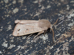 スモモキリガ ♂