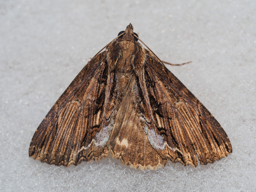 モンムラサキクチバ♂