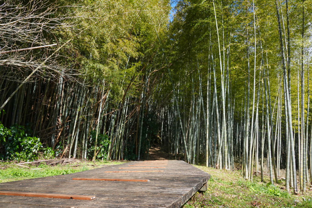 竹林