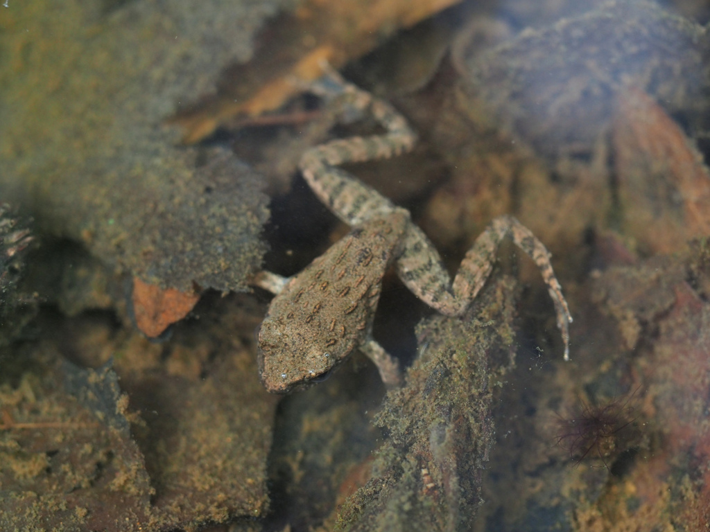 渓流に棲むツチガエル