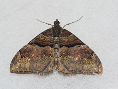 オオネグロウスベニナミシャク