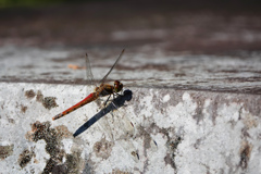 アキアカネ ♀