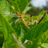 ハラビロトンボ テネラル♀