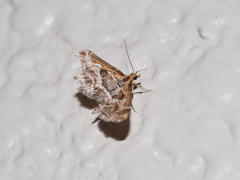 シロアヤヒメノメイガ