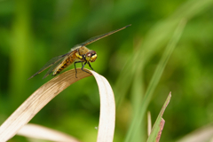 ヨツボシトンボ♀
