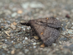 フタキボシアツバ