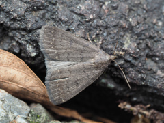 ヒゲブトクロアツバ ♀