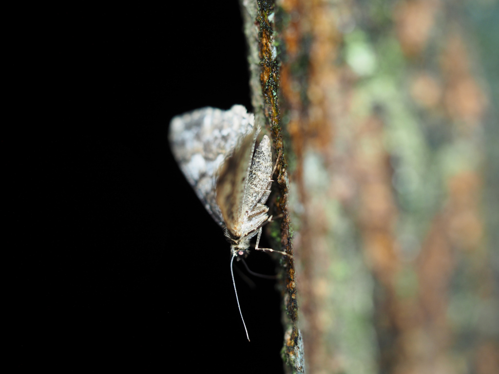 ナカウスエダシャク ♀