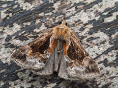 ハングロアツバ