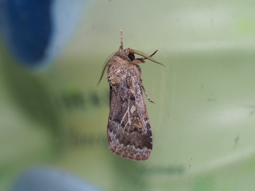 スジキリヨトウ