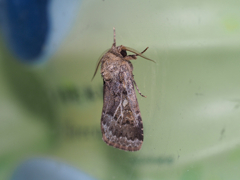 スジキリヨトウ