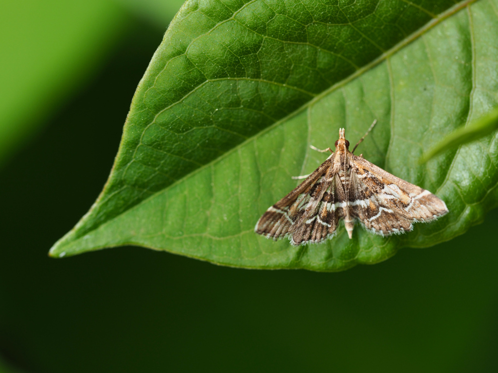 シロアヤヒメノメイガ