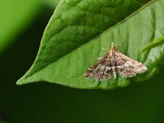 シロアヤヒメノメイガ