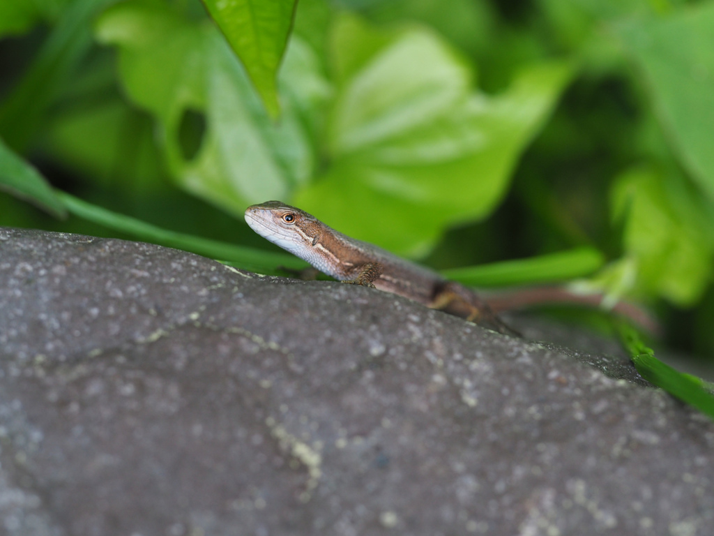 ニホンカナヘビ