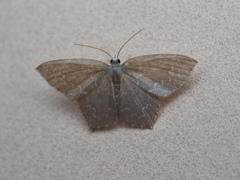 ウスキヒメアオシャク