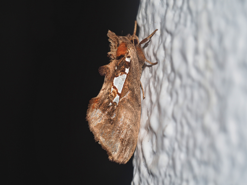 ウスイロギンモンシャチホコ ♀
