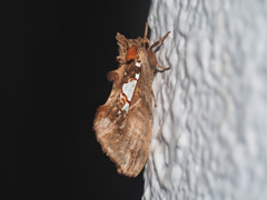 ウスイロギンモンシャチホコ ♀