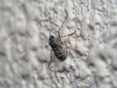 クロバネフユシャク? ♀