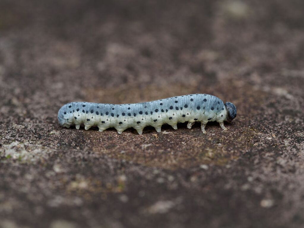 アケビコンボウハバチ(幼虫)