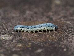 アケビコンボウハバチ(幼虫)