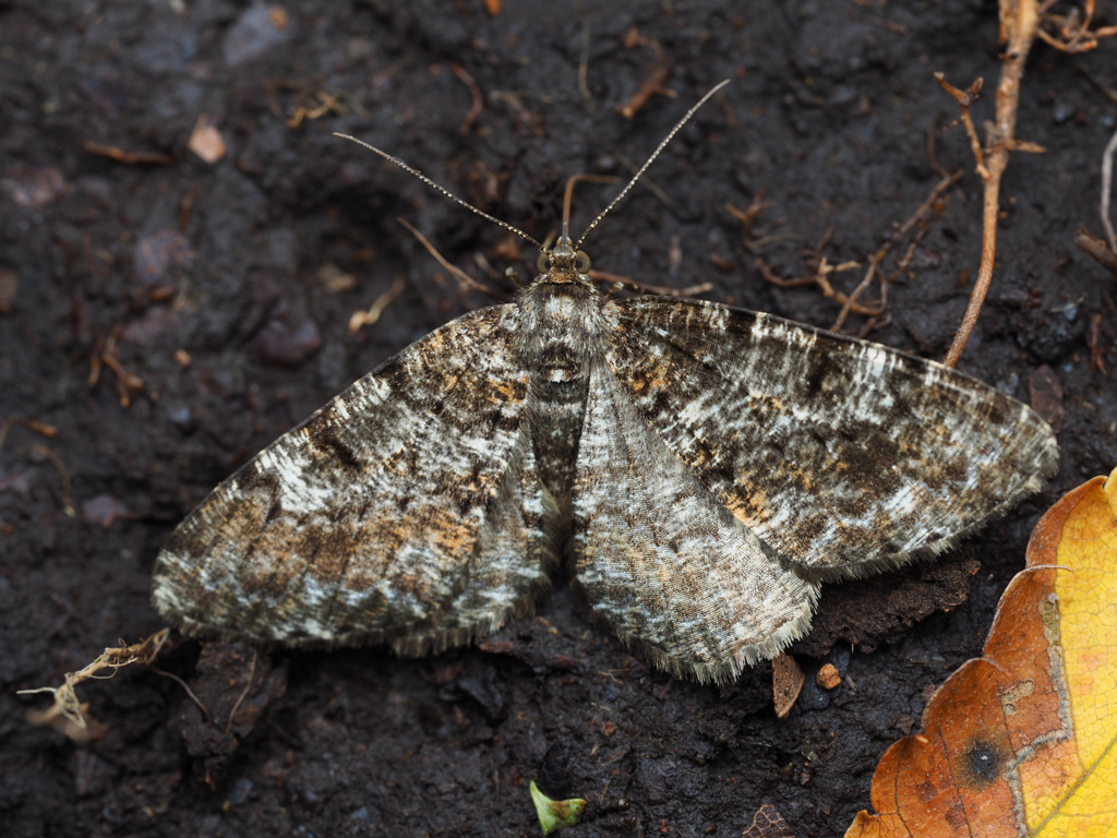 マツオオエダシャク