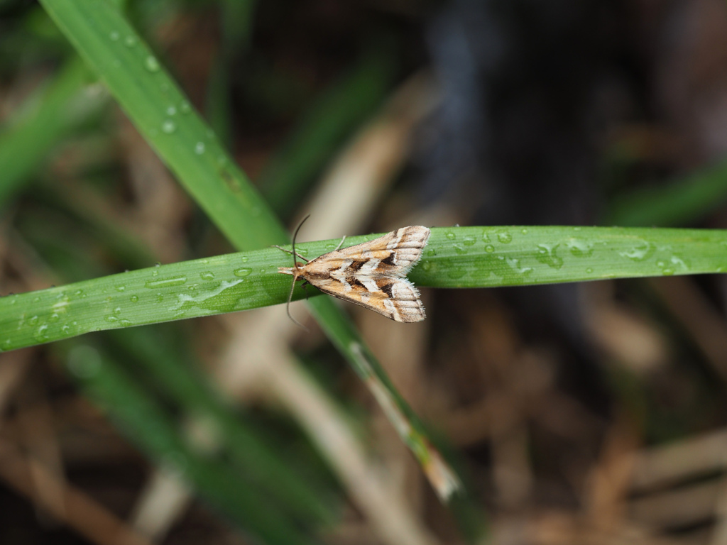 キアヤヒメノメイガ