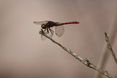 アキアカネ ♂