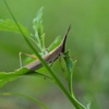 オンブバッタ ♀褐色型